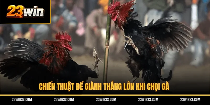 Chiến thuật để giành thắng lớn khi chọi gà