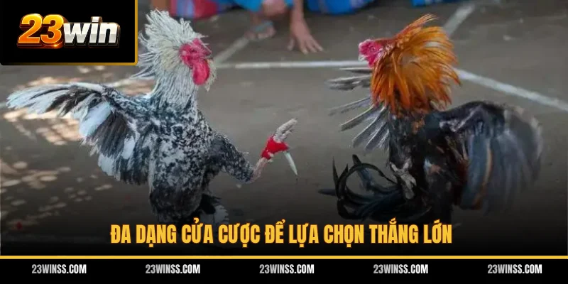 Đa dạng cửa cược để lựa chọn thắng lớn
