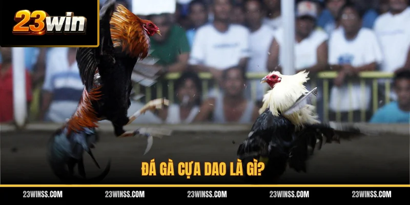 Đá gà cựa dao là gì?