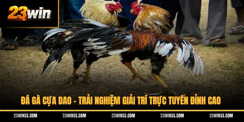 Đá Gà Cựa Dao - Trải Nghiệm Giải Trí Trực Tuyến Đỉnh Cao