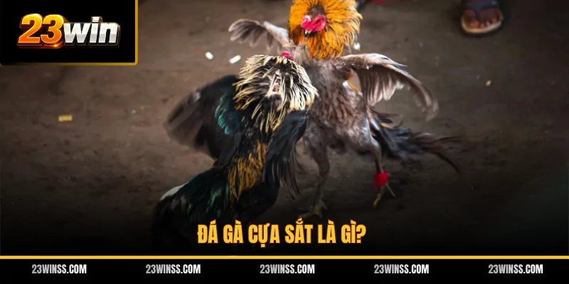 Đá gà cựa sắt là gì?