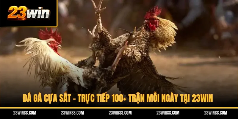 Đá Gà Cựa Sắt - Trực Tiếp 100+ Trận Mỗi Ngày Tại 23WIN