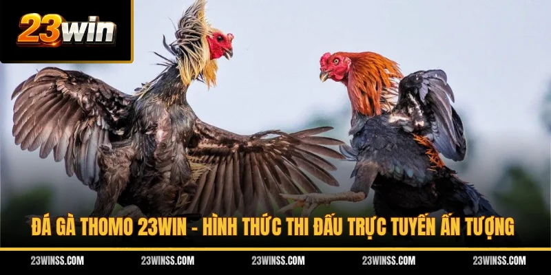Đá Gà Thomo 23WIN - Hình Thức Thi Đấu Trực Tuyến Ấn Tượng
