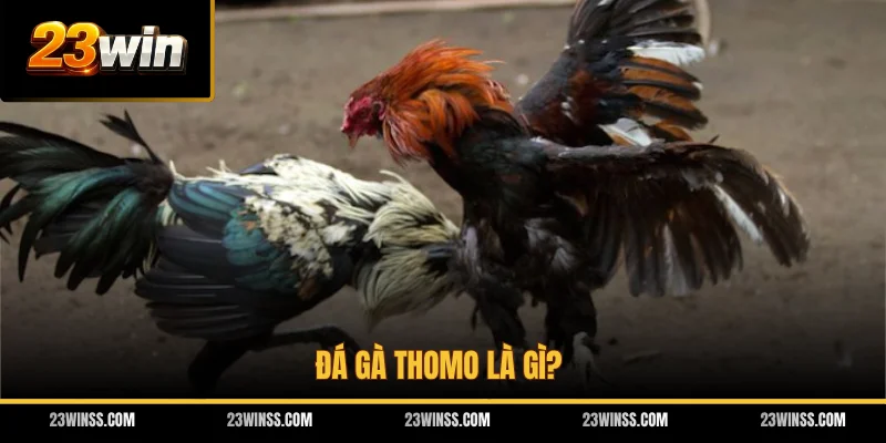 Đá gà Thomo là gì?