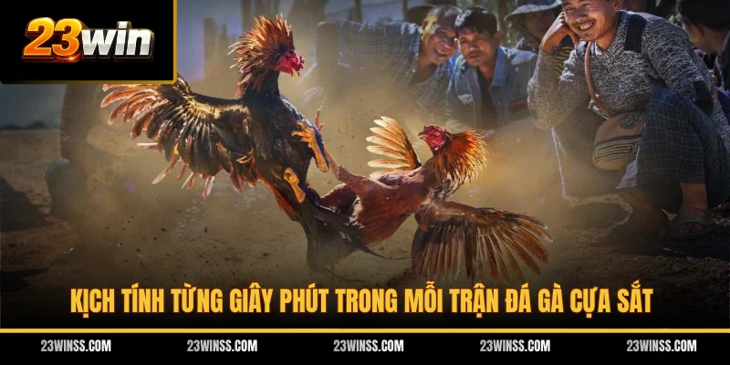 Kịch tính từng giây phút trong mỗi trận đá gà cựa sắt