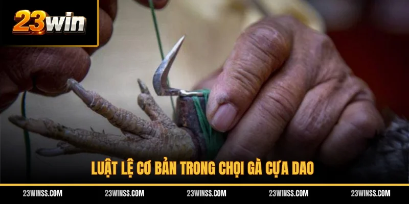 Luật lệ cơ bản trong chọi gà cựa dao