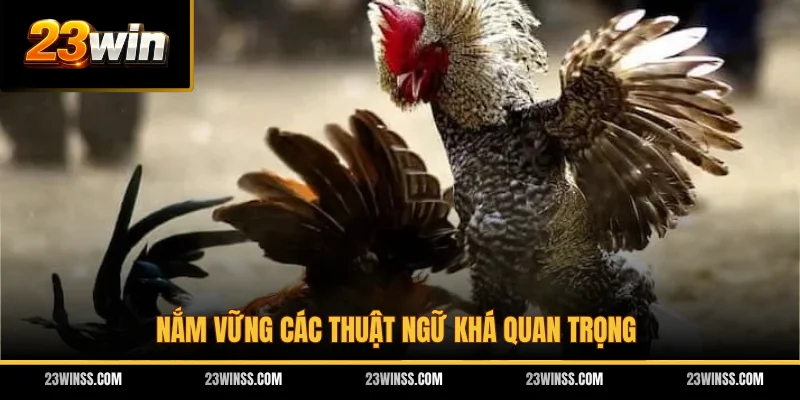 Nắm vững các thuật ngữ khá quan trọng