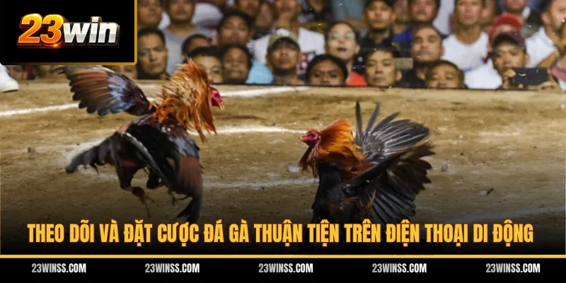 Theo dõi và đặt cược đá gà thuận tiện trên điện thoại di động